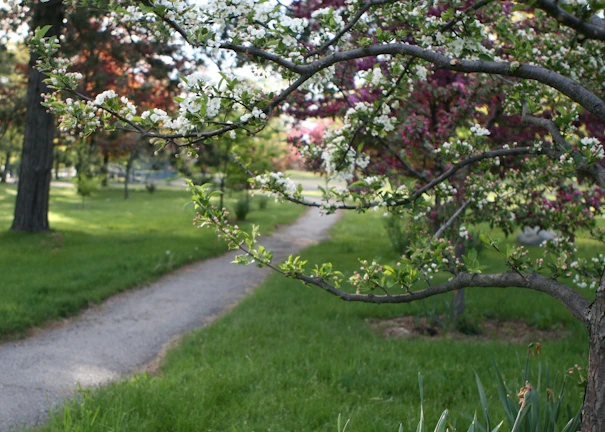A serene pathway lined with fruit trees and blooming flowers in a traditional Persian garden.