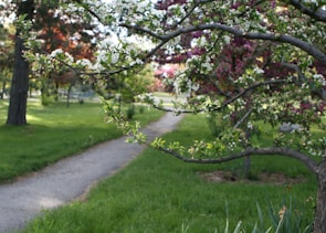 A serene garden path lined with green shrubs and blooming pink flowers.