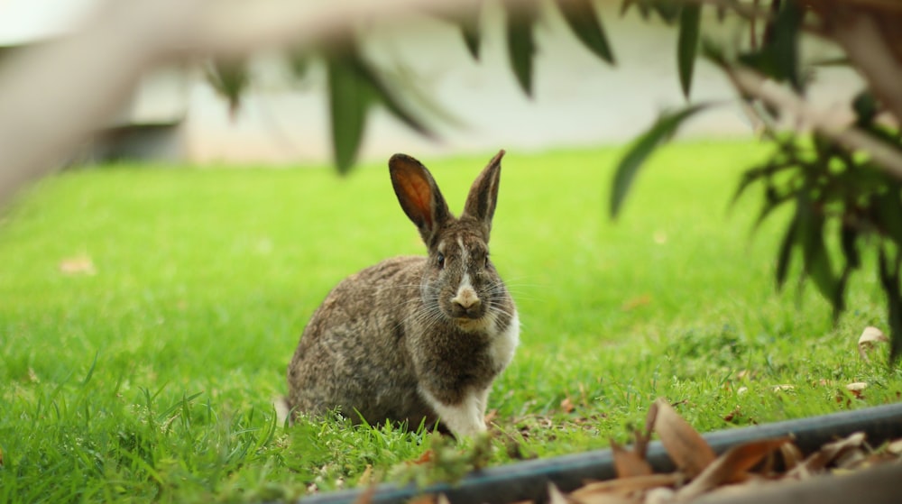 a rabbit is sitting in the grass near a fence