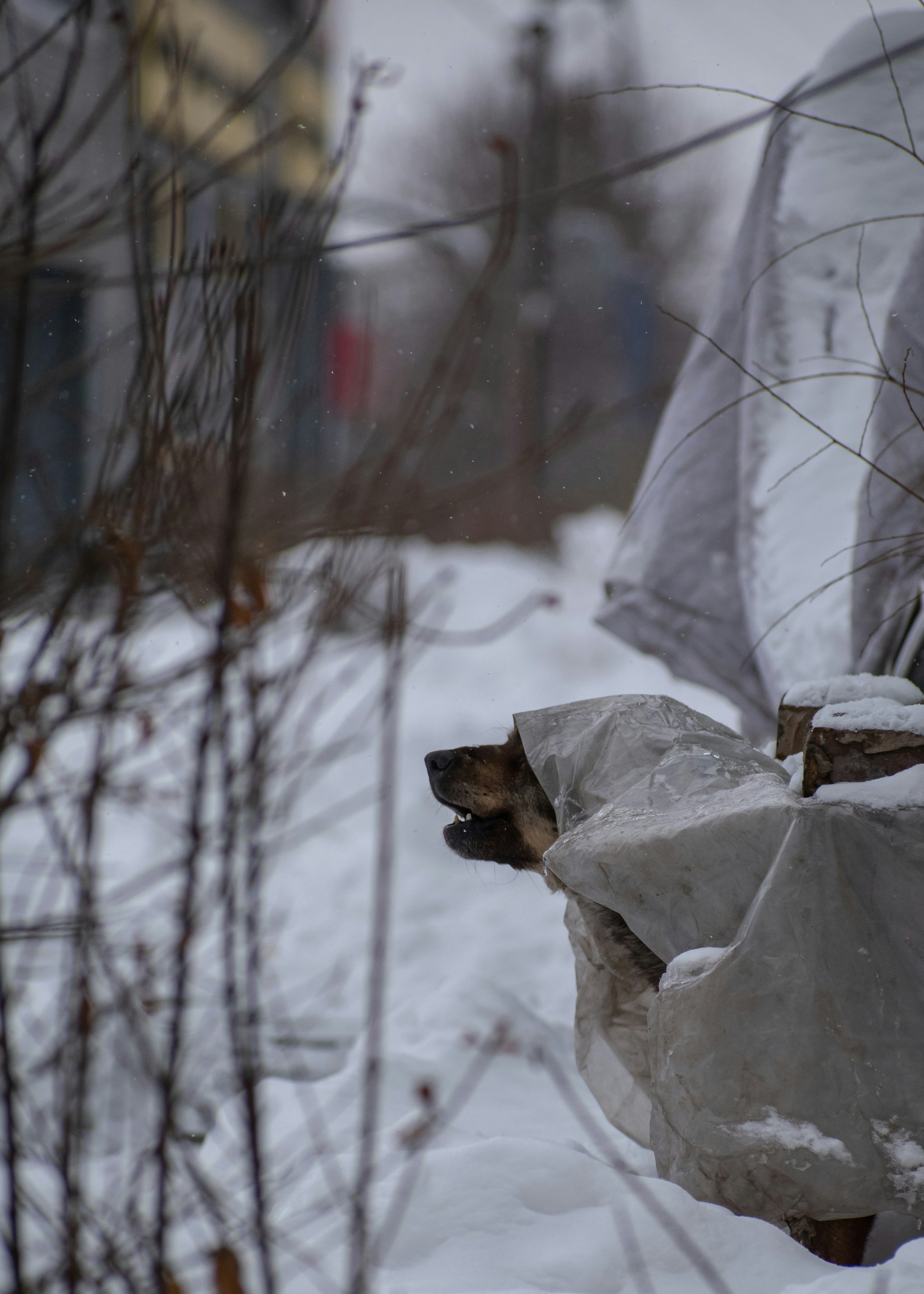 a dog that is laying down in the snow