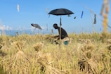 A person is working in a field of harvested rice, surrounded by bundles of stalks. The sky is clear with bright blue, and there are makeshift scarecrows made of clothes and sticks scattered around. An open black umbrella is also part of the field setup.