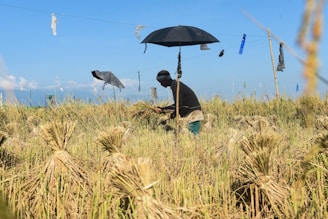 A person is working in a field of harvested rice, surrounded by bundles of stalks. The sky is clear with bright blue, and there are makeshift scarecrows made of clothes and sticks scattered around. An open black umbrella is also part of the field setup.