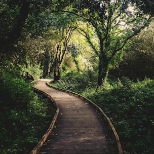 a wooden path in the middle of a forest