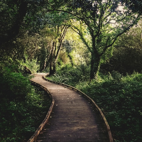 a wooden path in the middle of a forest