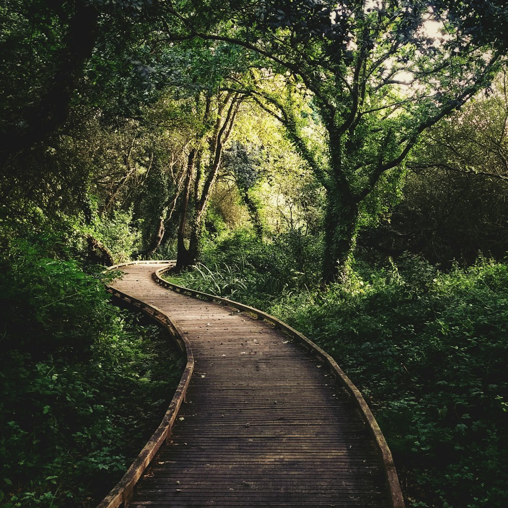 a wooden path in the middle of a forest