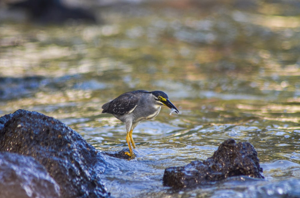 a bird standing on a rock in the water