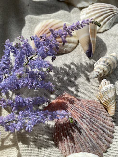 Elegant painting of a seashell on a textured canvas with dreamy, muted colors.