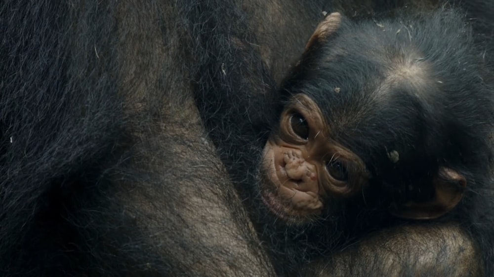 a baby chimpan holding on to its mother