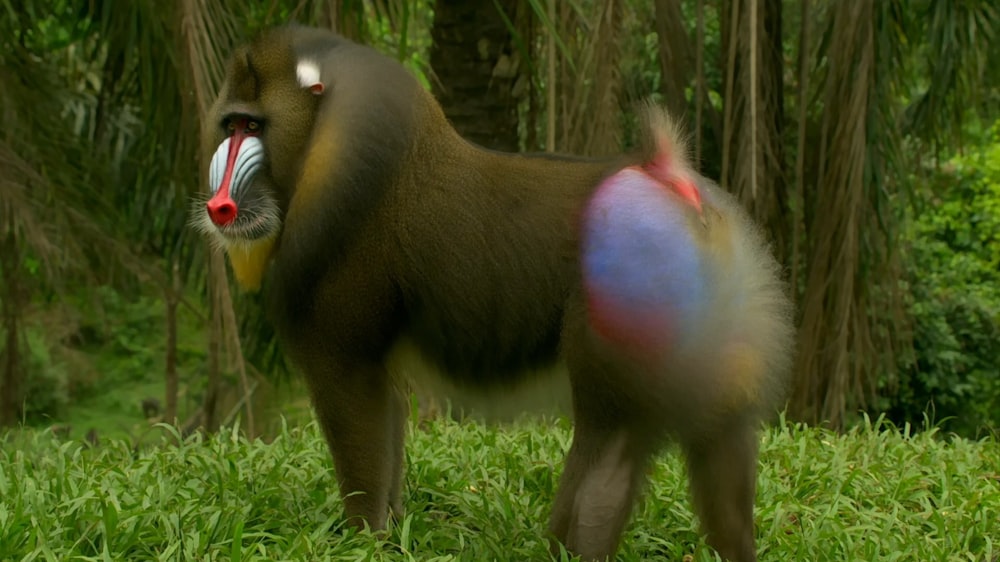 a monkey standing in the grass with its mouth open