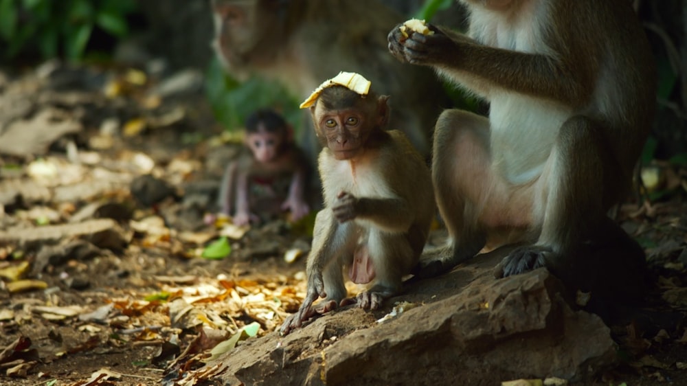 a small monkey sitting on top of a rock next to another monkey