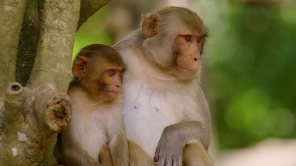 a couple of monkeys sitting on top of a tree