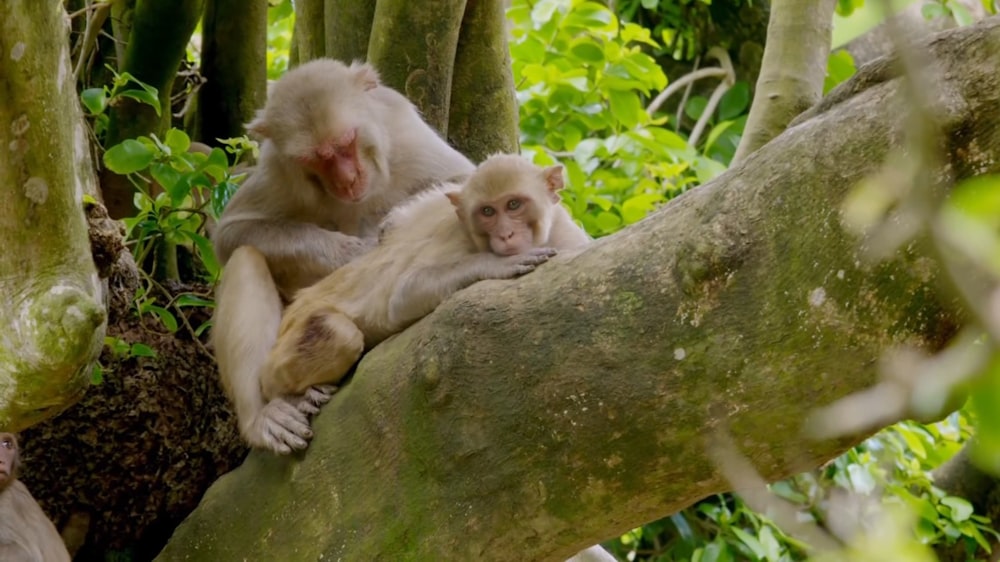 a couple of monkeys sitting on top of a tree