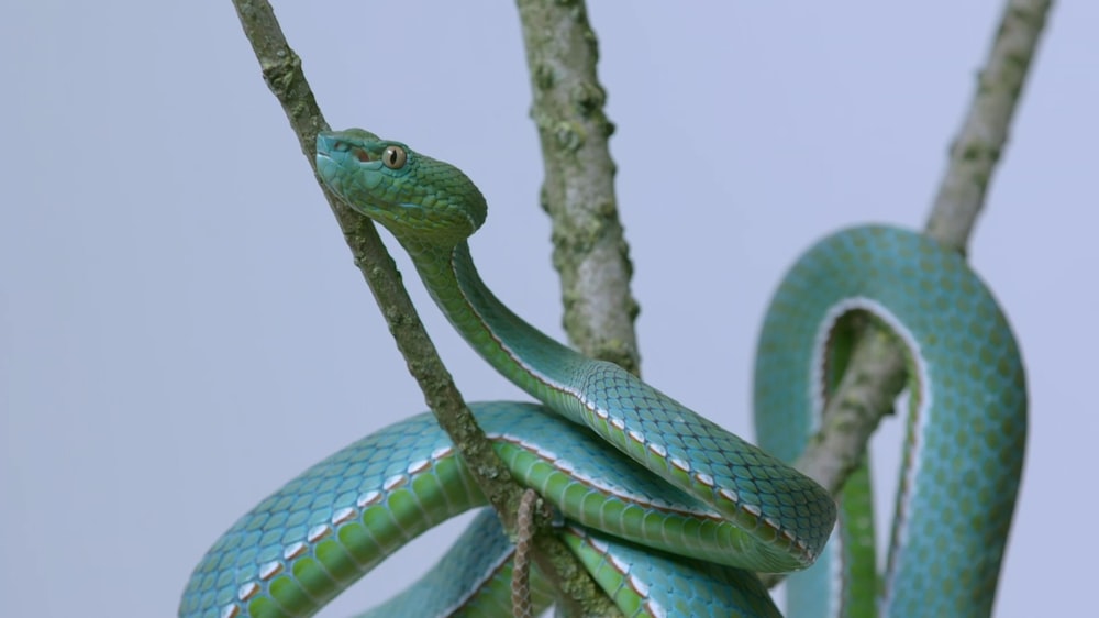 a green snake is curled up on a tree branch