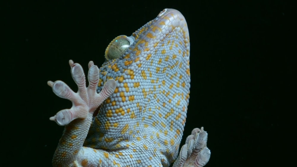 a close up of a lizard on a black background