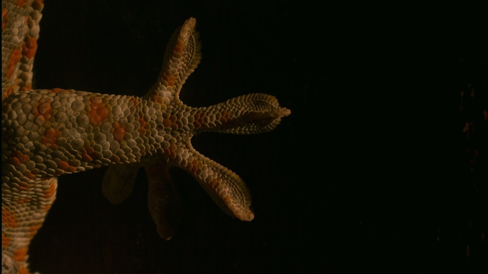 a close up of a lizard on a black background