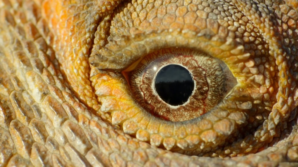 a close up view of a lizard's eye