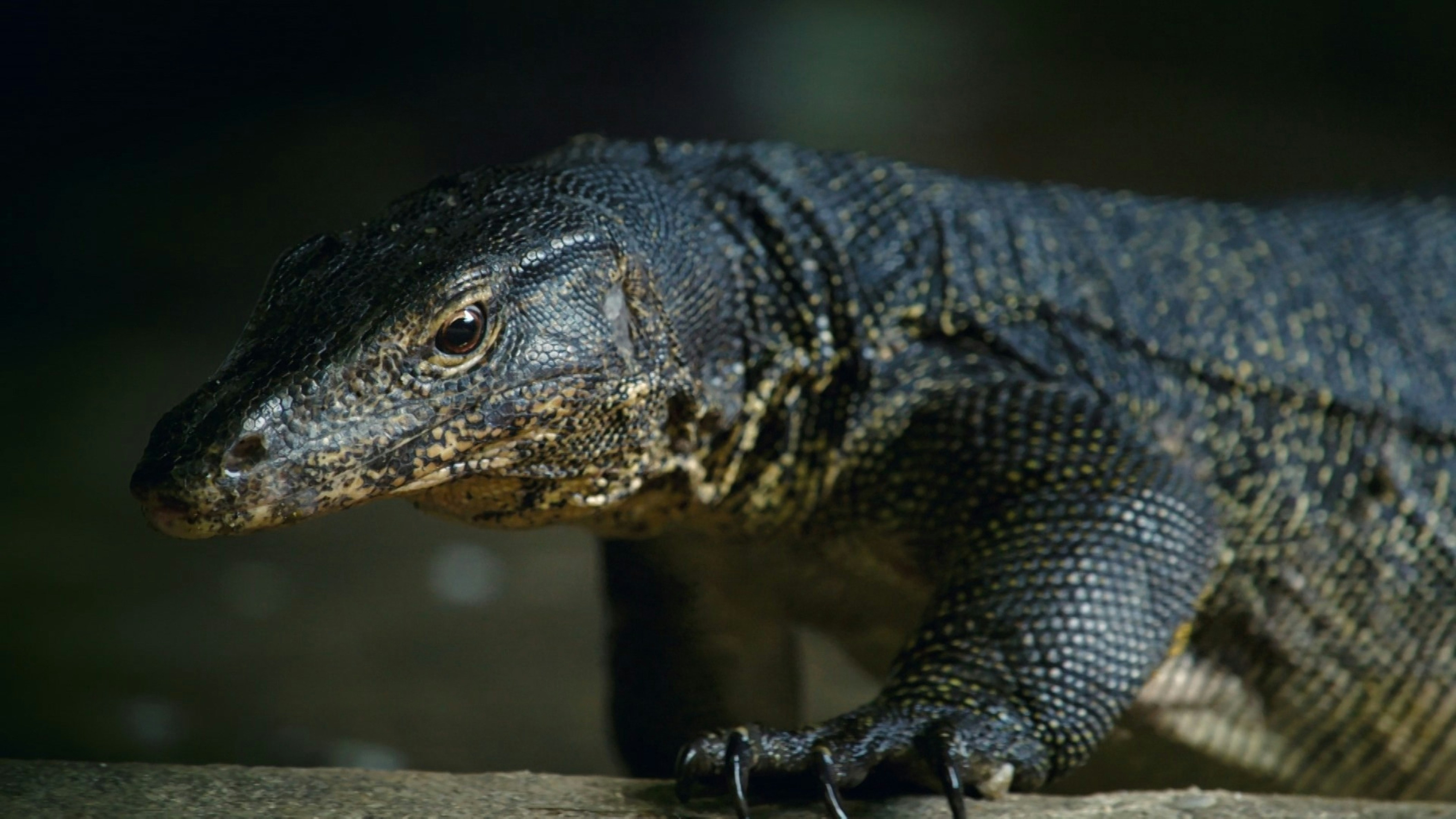 a close up of a lizard on a rock