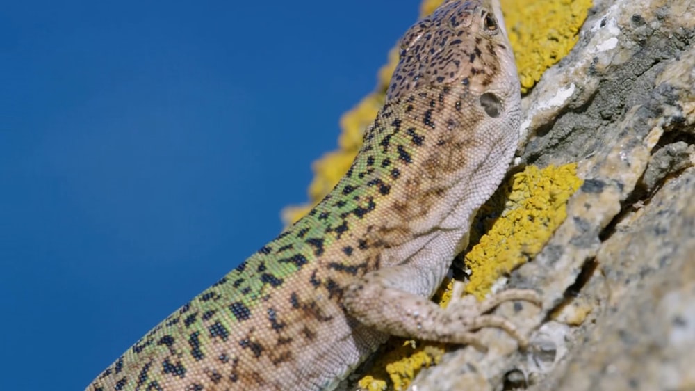 a lizard that is sitting on a rock