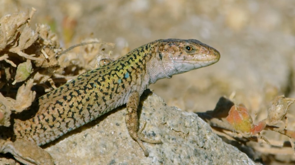 a lizard sitting on a rock in the dirt