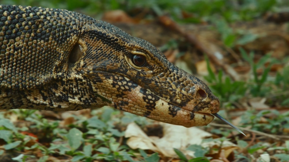 a close up of a lizard on the ground