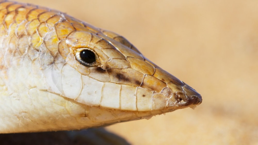 a close up of a snake's head on the ground