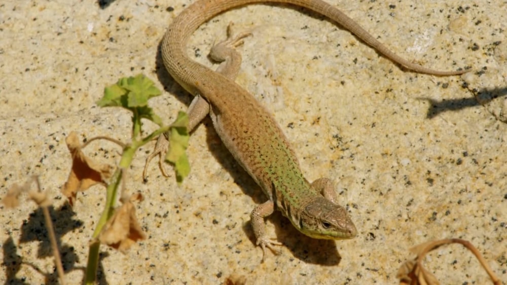 a lizard that is sitting on a rock