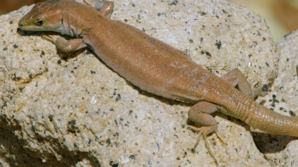 a small lizard is sitting on a rock