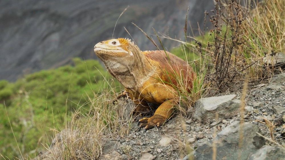 a large lizard sitting on top of a rocky hillside