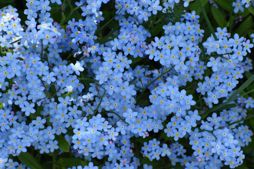 Forget-me-not jewelry