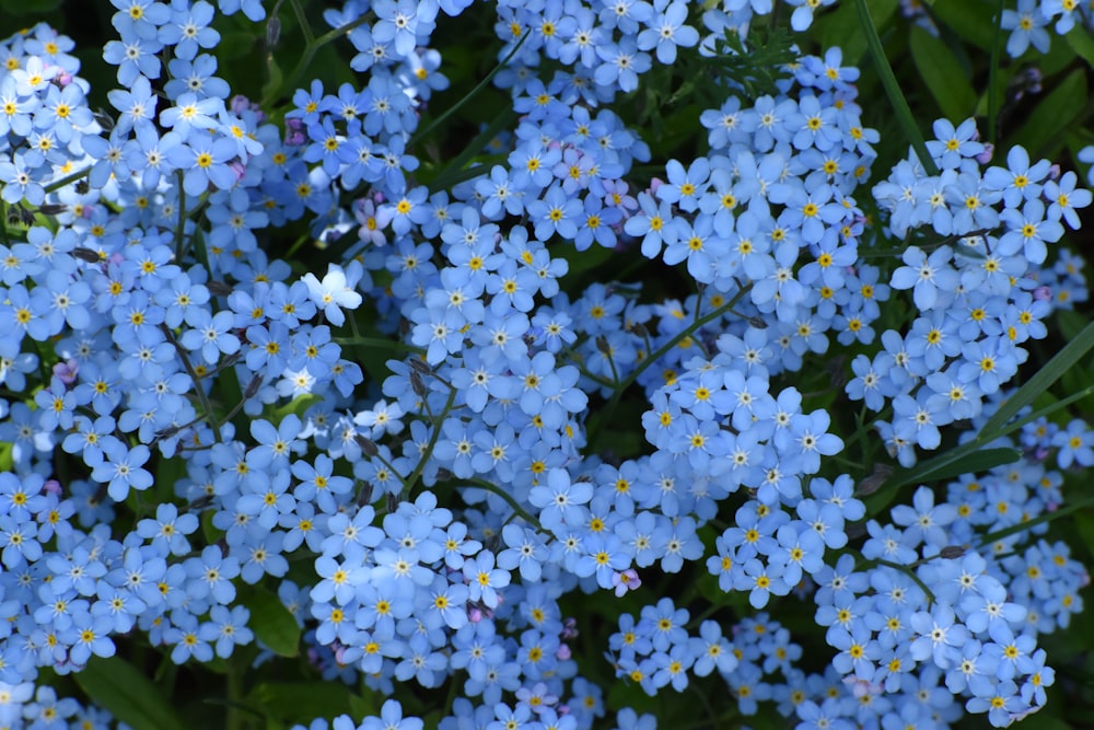 a bunch of blue flowers that are in the grass