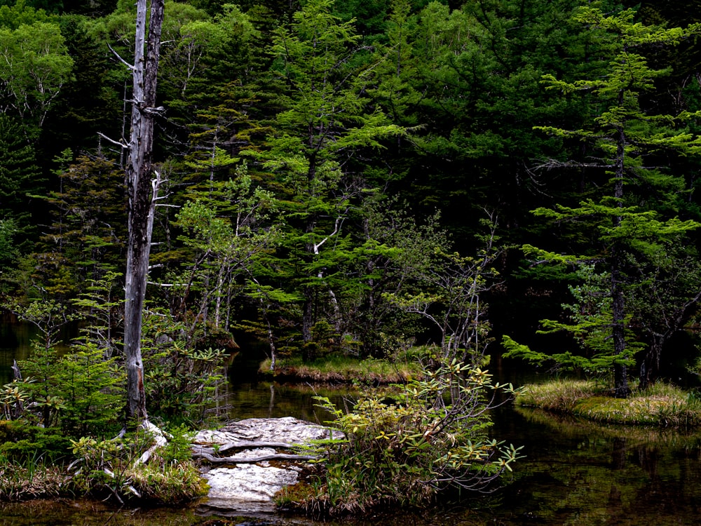 a stream running through a forest filled with lots of trees