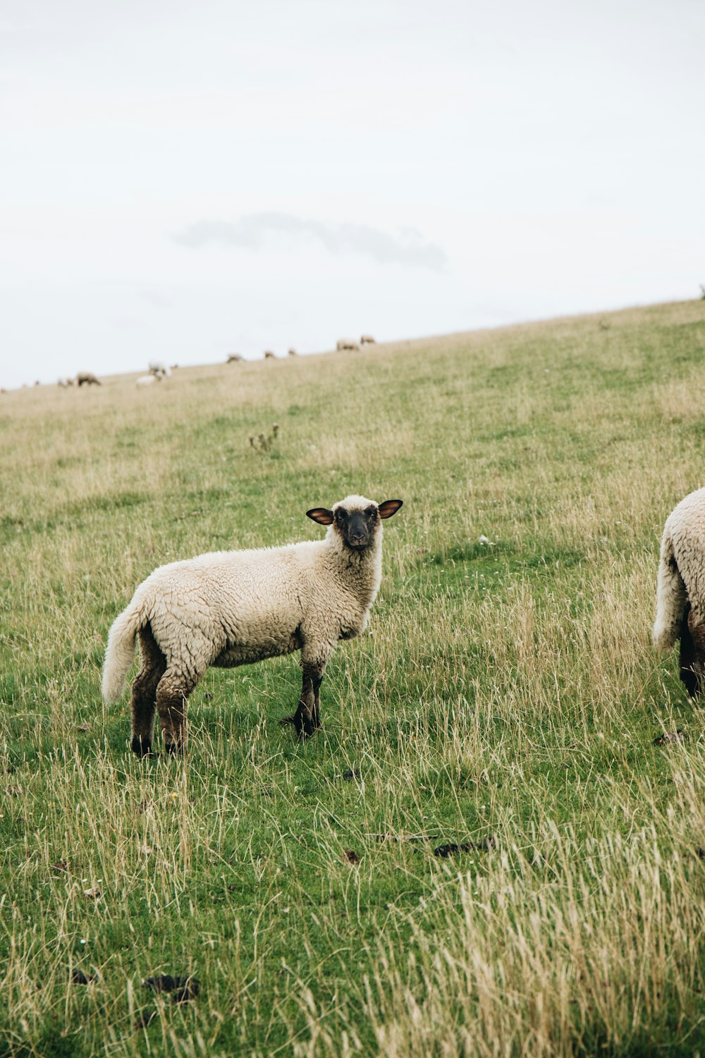 a couple of sheep standing on top of a lush green field