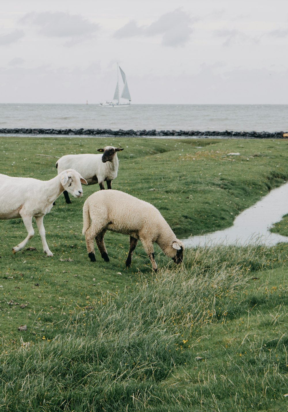 Un groupe de moutons paissant dans un champ verdoyant