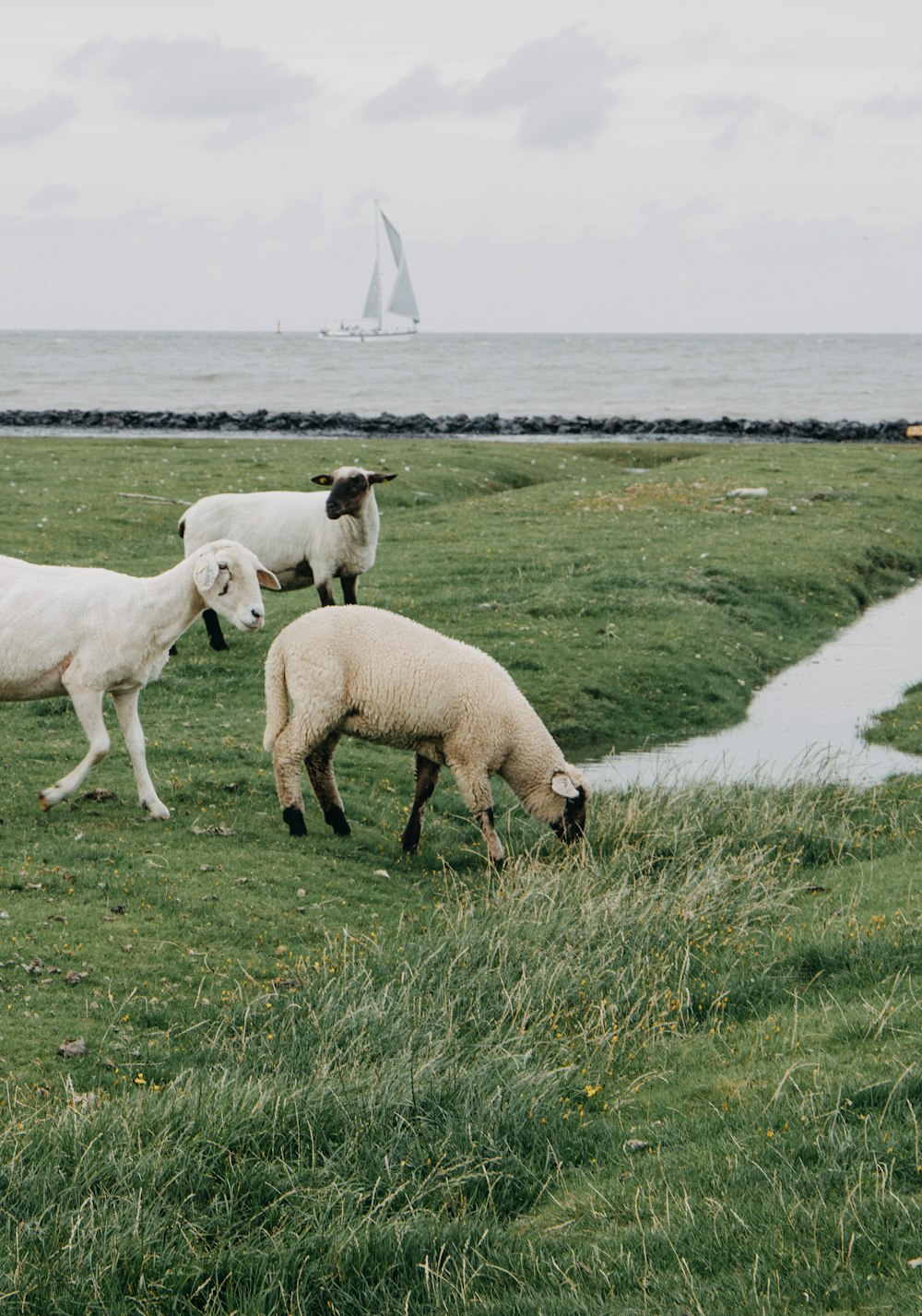 a group of sheep grazing on a lush green field