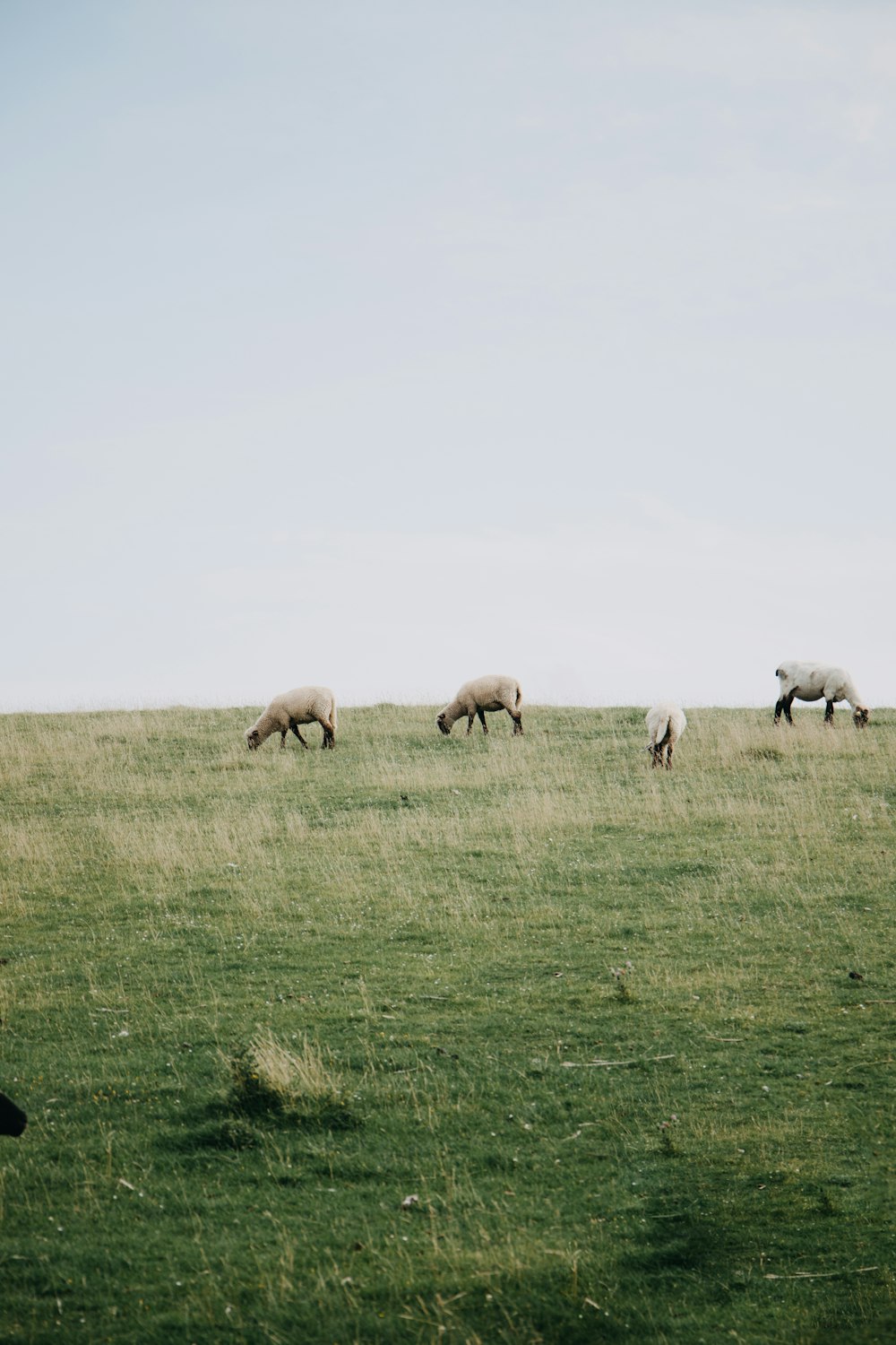 um rebanho de ovelhas pastando em um campo verde exuberante