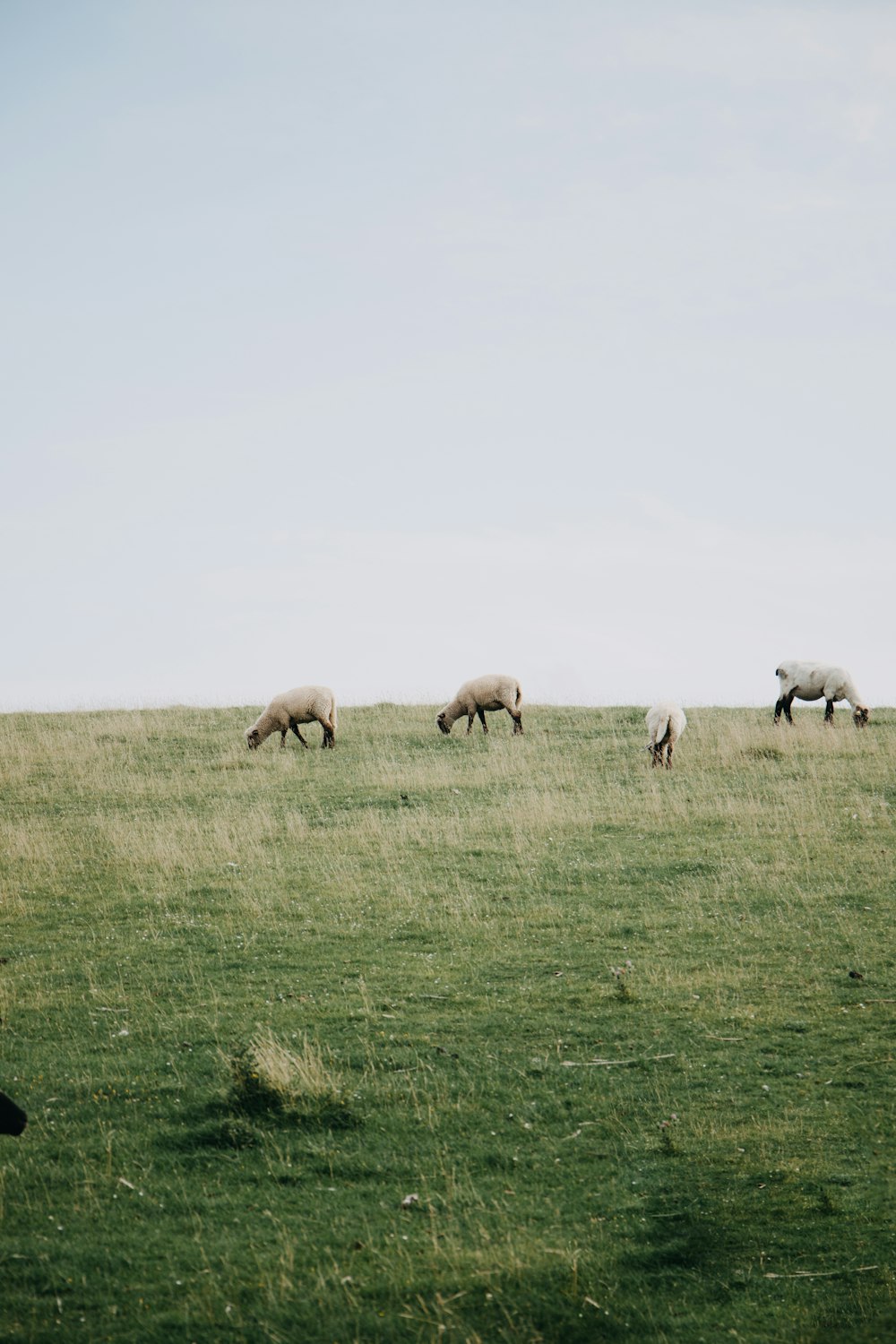 a herd of sheep grazing on a lush green field