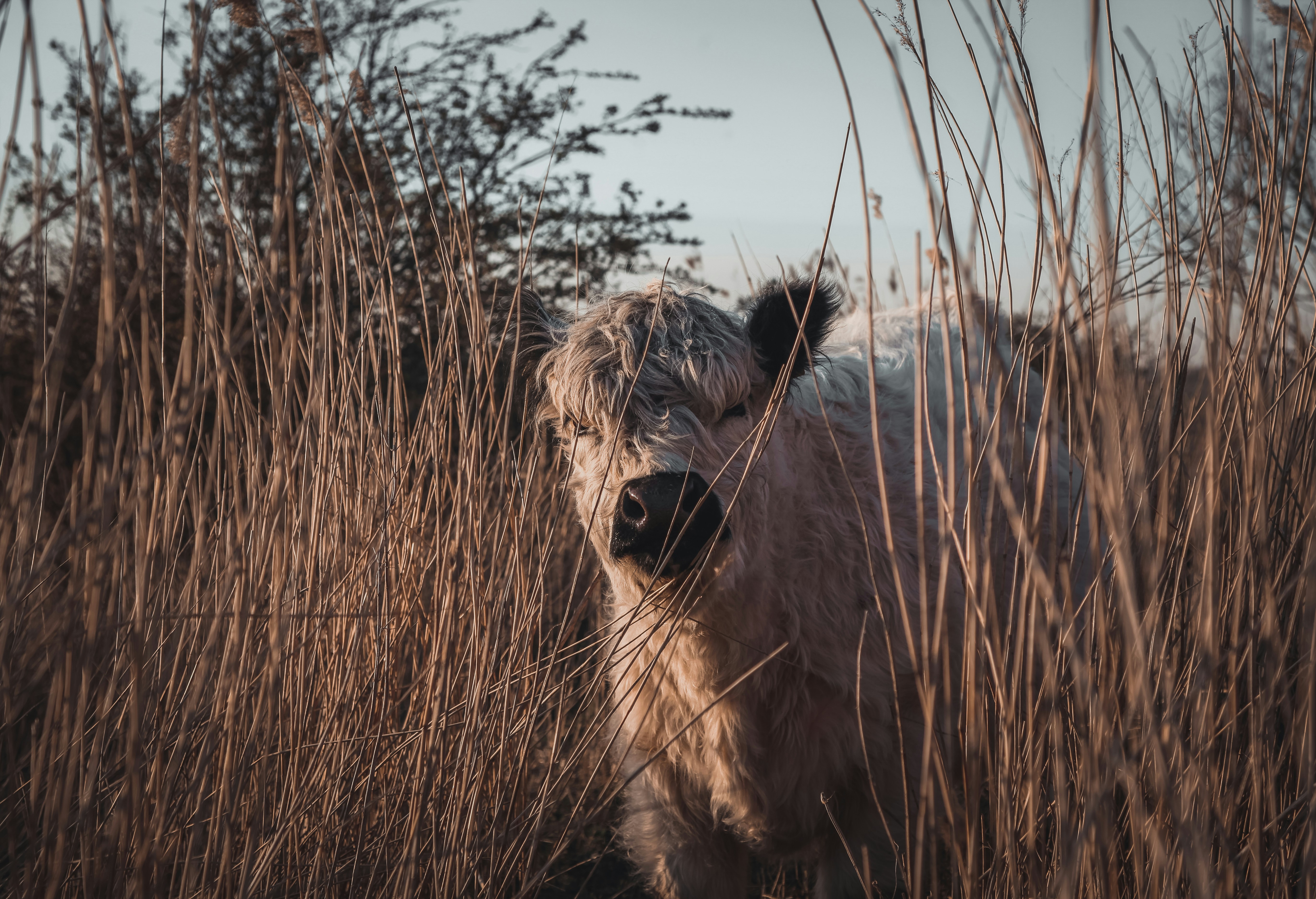 a cow standing in a field of tall grass