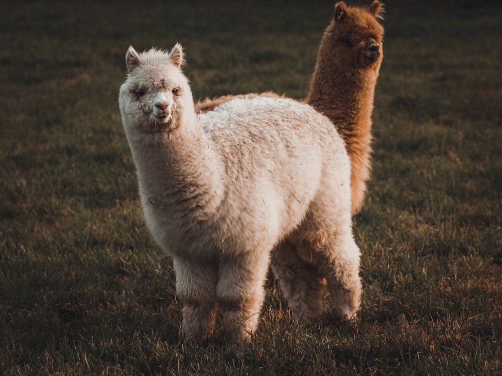 a couple of llamas standing in a field