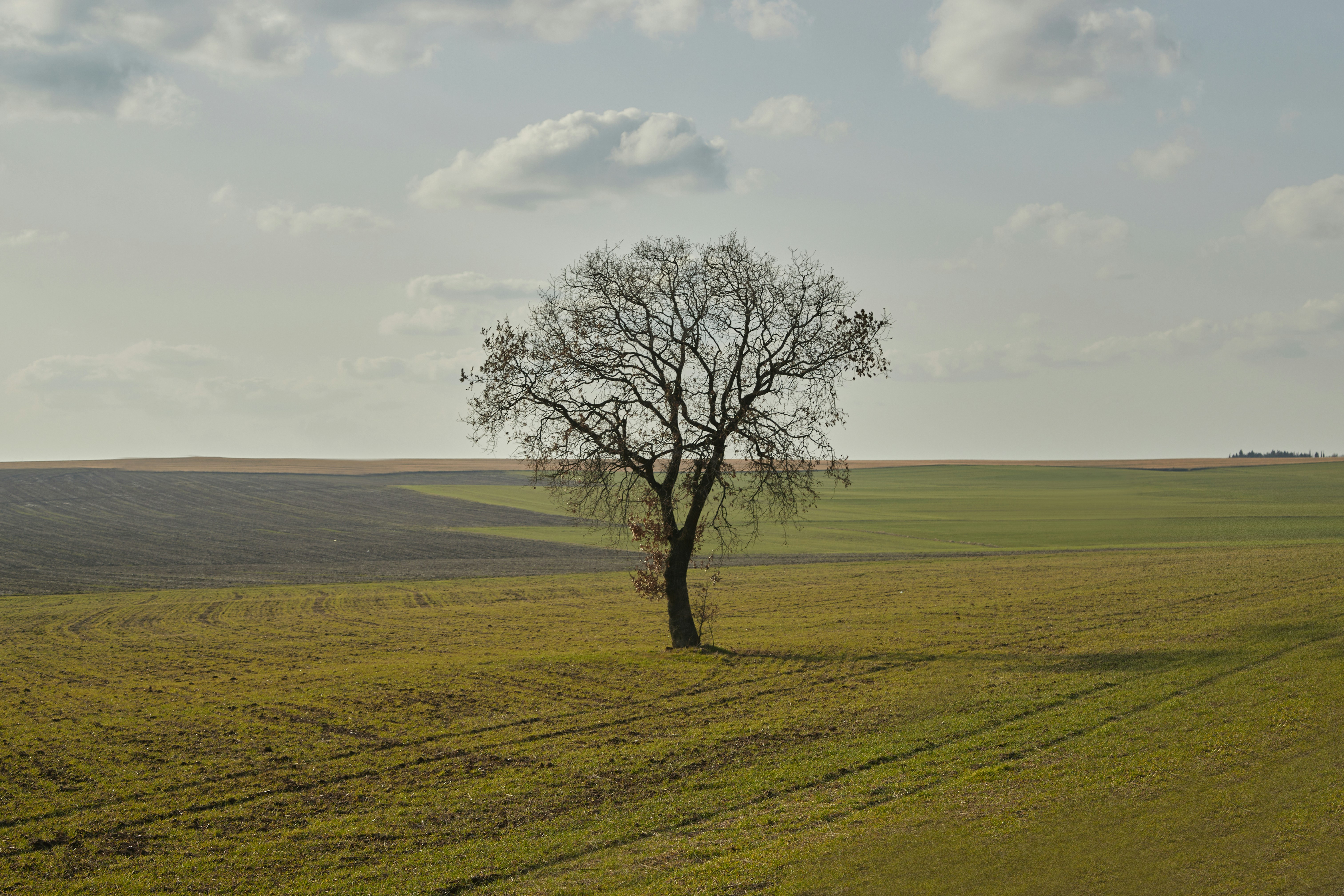 Caldo Verde ~ Portuguese Green Soup