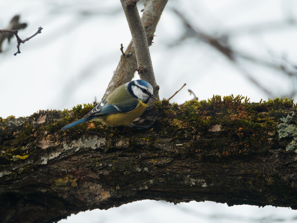 a blue and yellow bird sitting on a tree branch