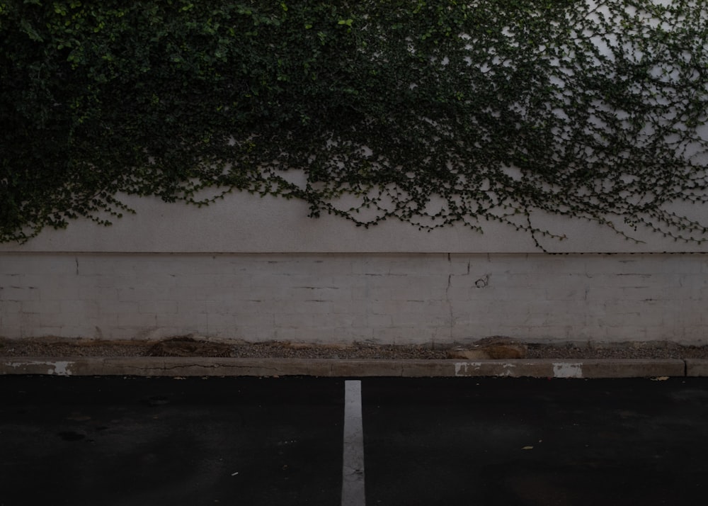 an empty parking lot next to a wall with vines growing on it