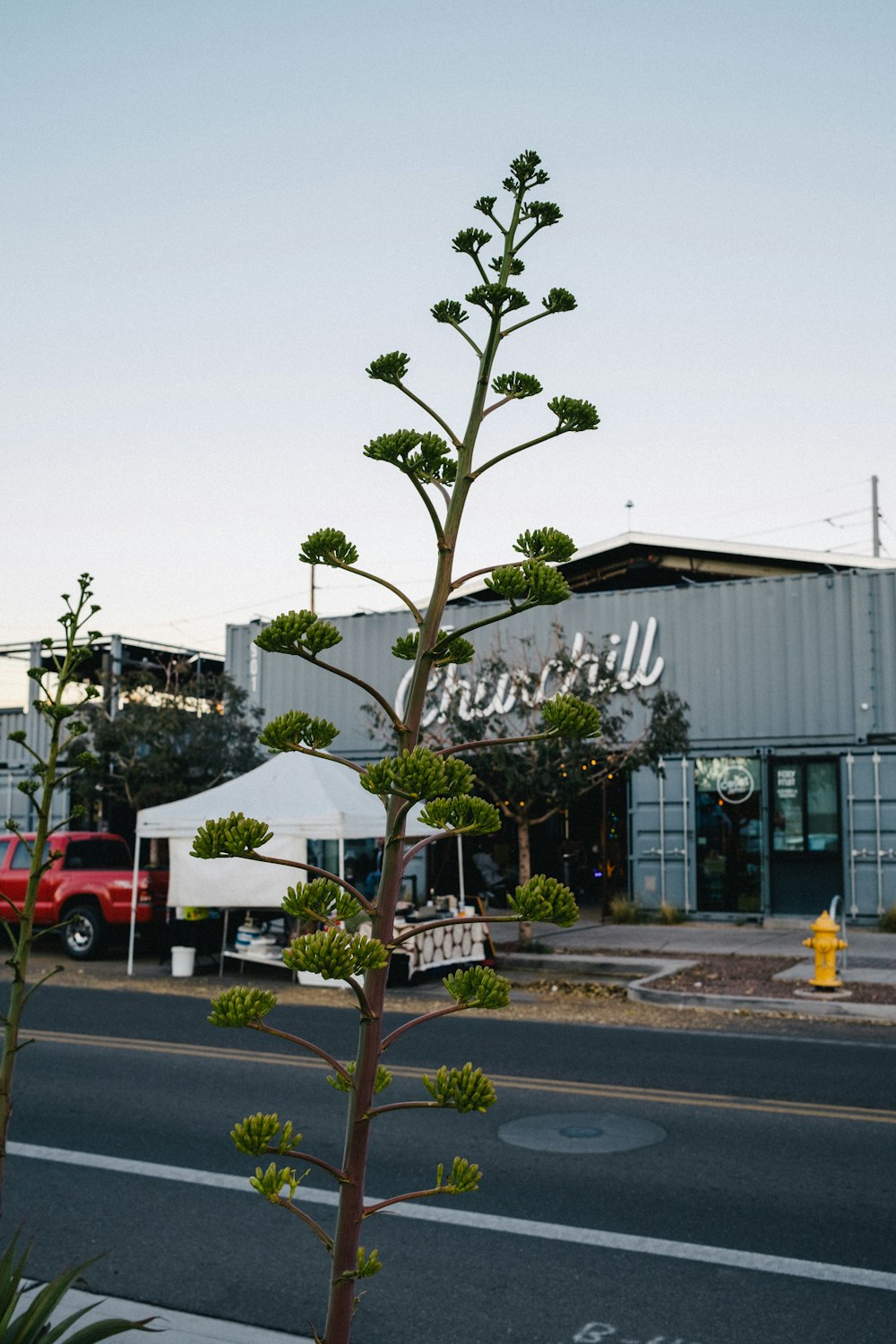 a tall plant sitting on the side of a road