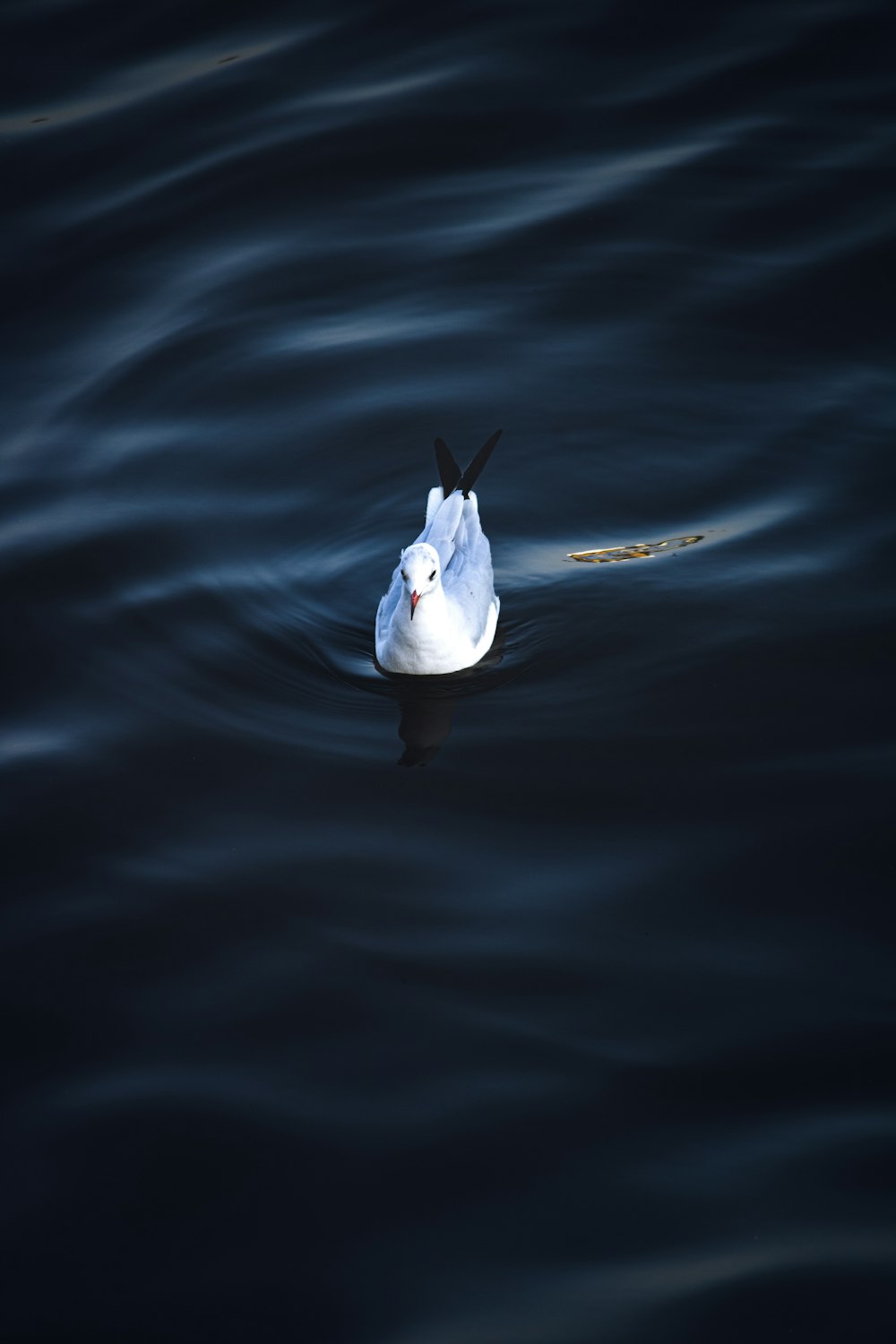 a white bird floating on top of a body of water