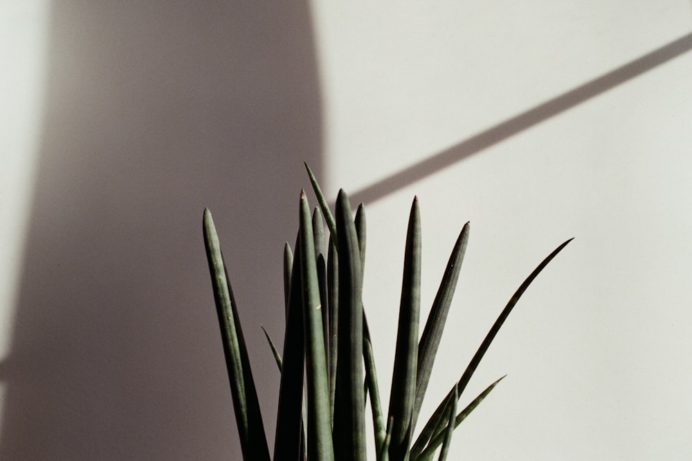 um close up de uma planta em uma mesa