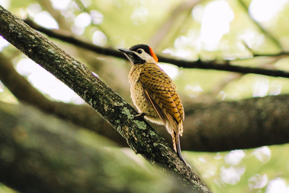 a small bird perched on a tree branch