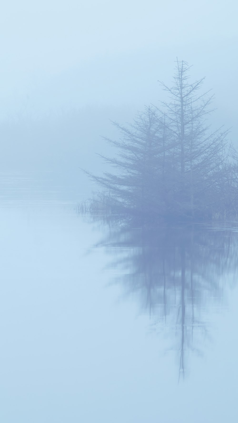 a foggy lake with a lone tree in the foreground