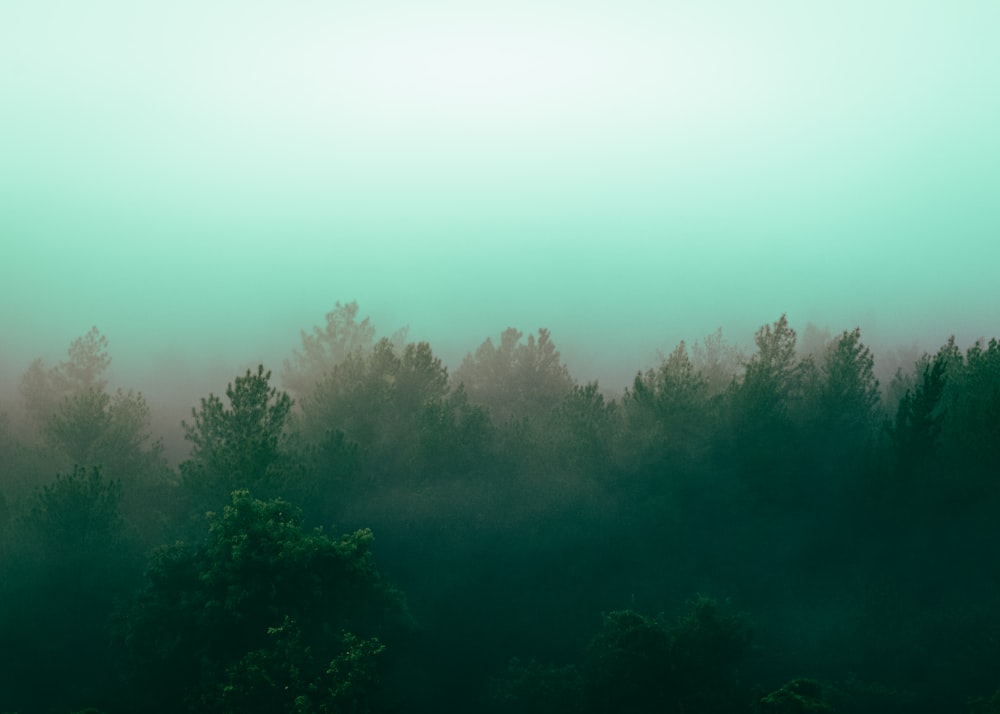 a foggy forest filled with lots of trees