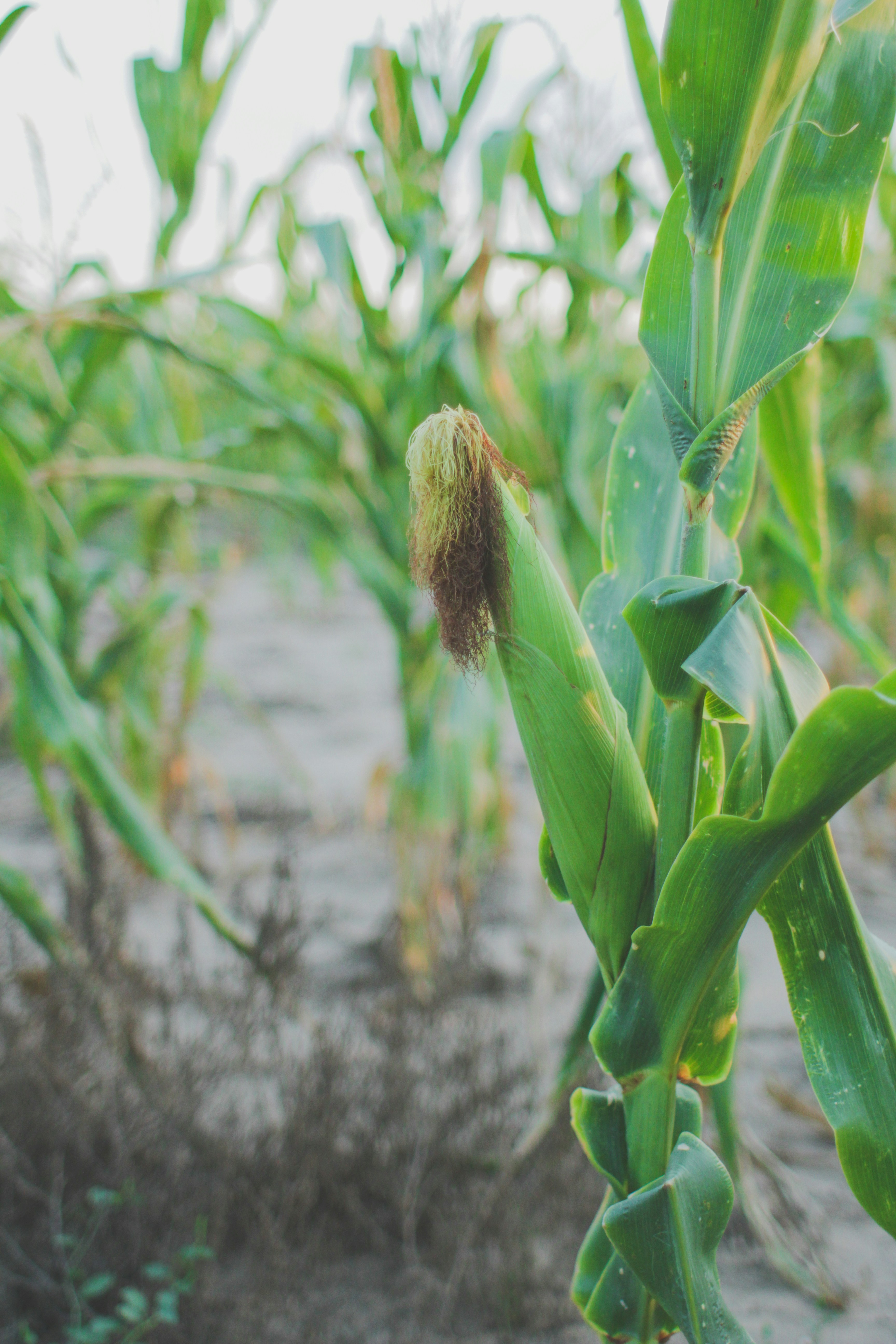 A stalk of corn in the middle of a field photo  Free Green Image on  Unsplash