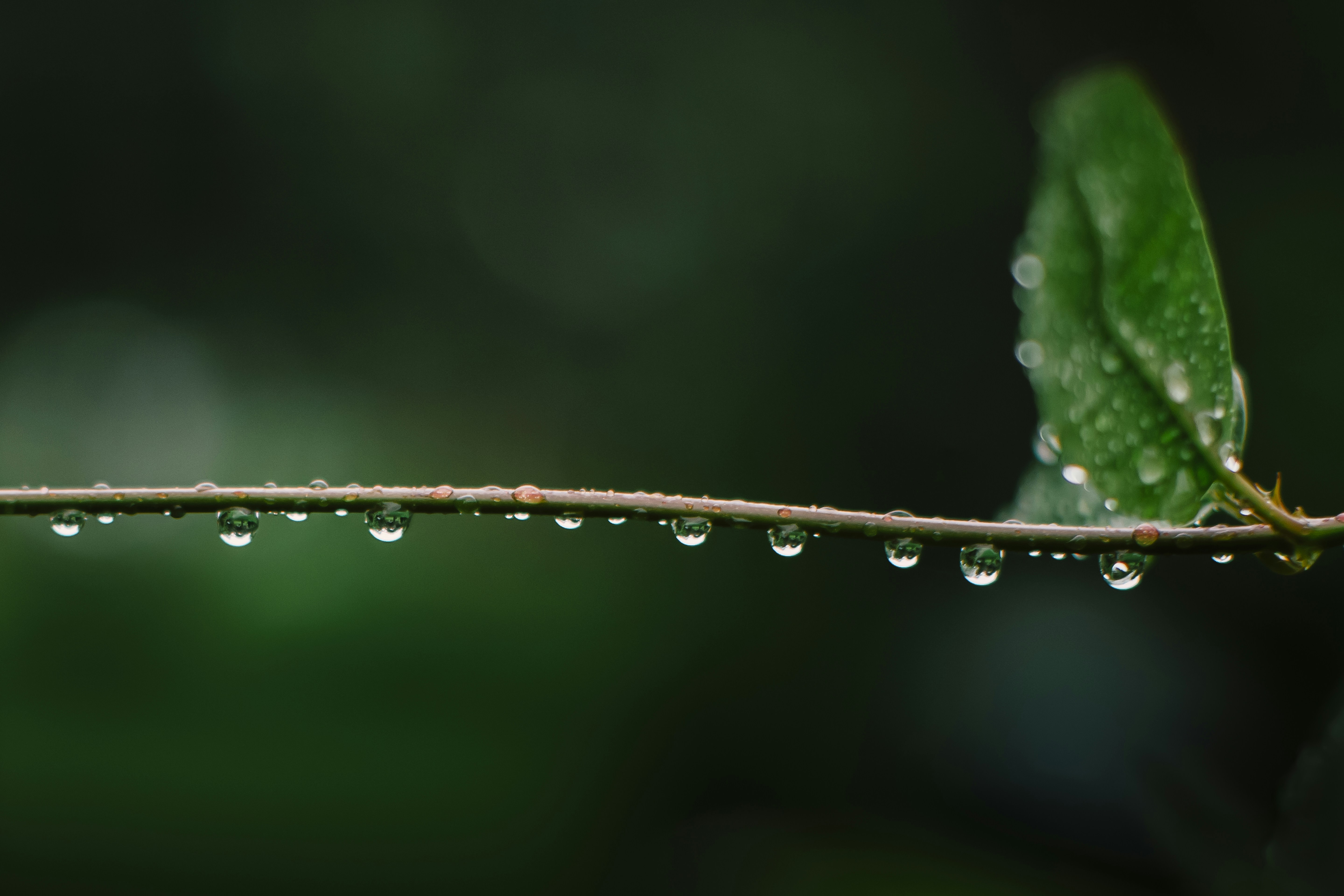 a green leaf with drops of water on it