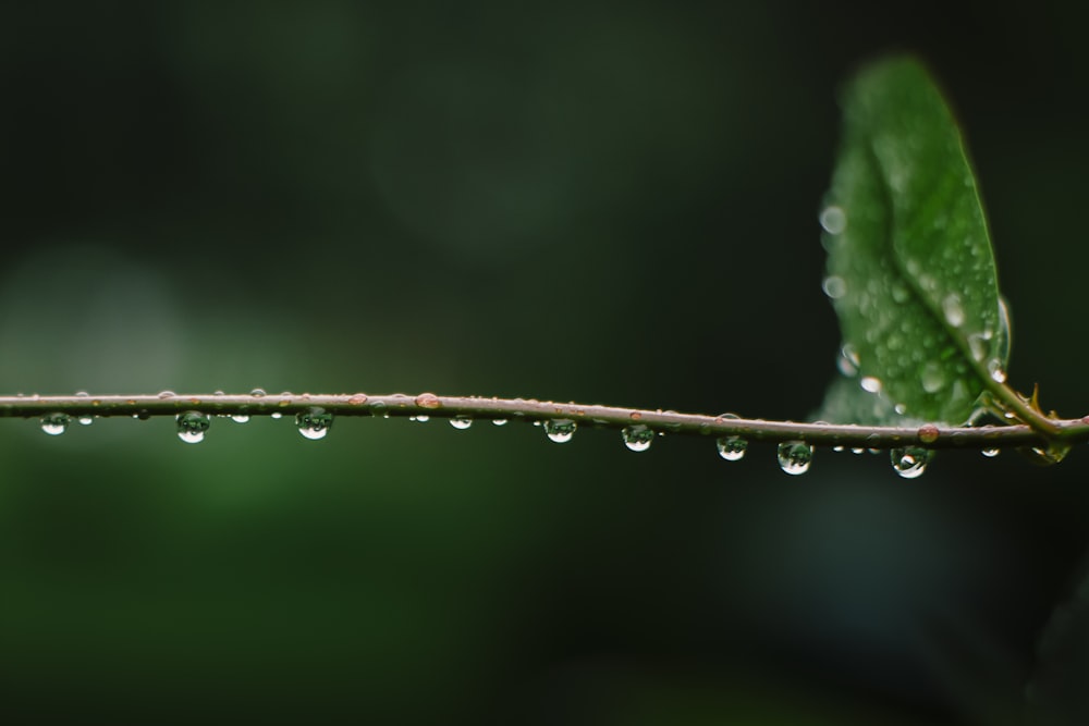 a green leaf with drops of water on it